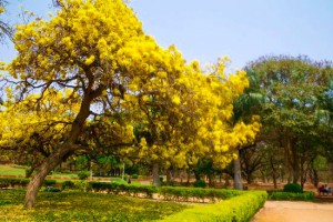 Parc de Cubbon