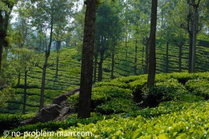 Ooty, plantations de thé