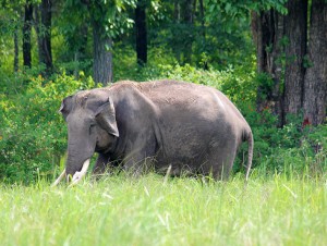 elephant-wayanad
