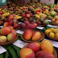 international-mango-festival