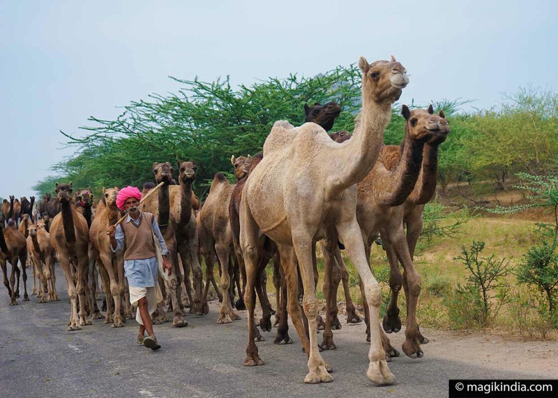 Pushkar Mela, La Grande Foire Aux Chameaux Du Rajasthan - MAGIK INDIA